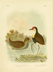 Gallinule rousse ou gallinule aquatique à queue rousse, 1891